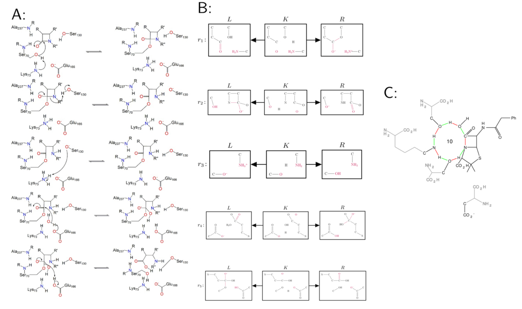 Five steps of the beta-Lactamase enzyme mechanism.